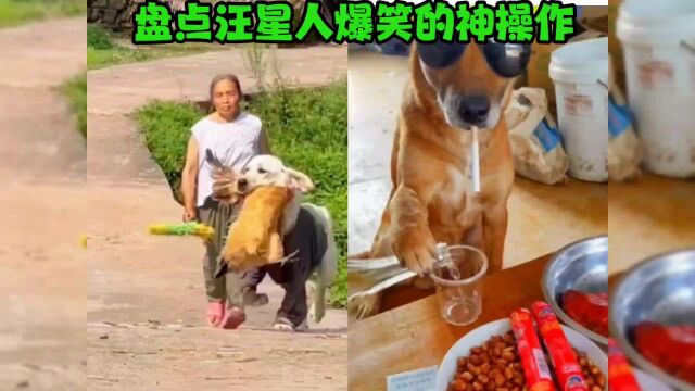 盘点汪星人的爆笑神操作,看完视频,养狗的不养狗的都沉默了