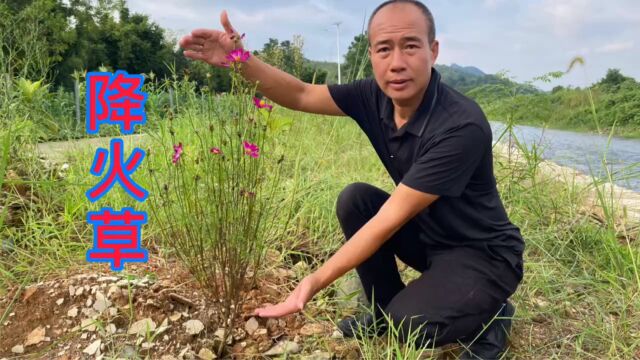 农村常见的“降火草”,很多外地人不认识它,赶紧认识并了解一下