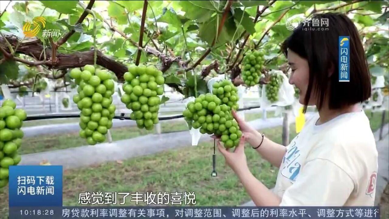 新泰:“小葡萄”串起“大产业”,特色旅游发力,助力乡村振兴