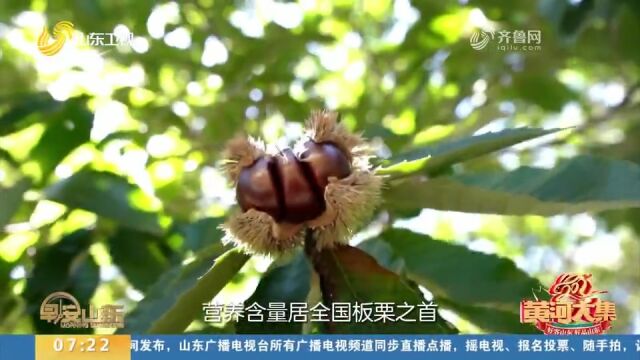 白露到,板栗“笑”!泰山板栗壳薄、色亮,销往全国各地