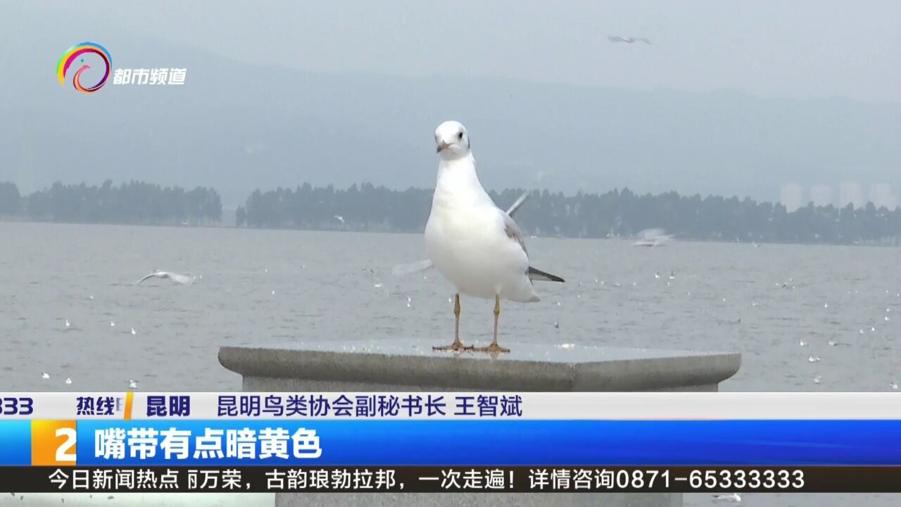 观鸥冷知识:红嘴鸥不等于海鸥