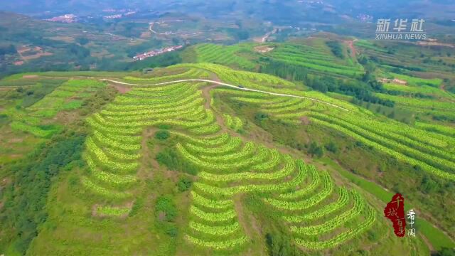 千城百县看中国|山东临朐:丰收时节收烟忙