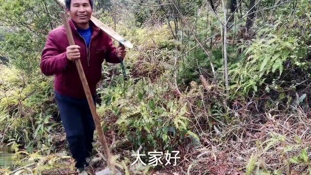 童年时常见的乌药,用处却有这么多,你都了解多少