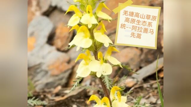 羌塘高山草原高原生态系统阿拉善马先蒿