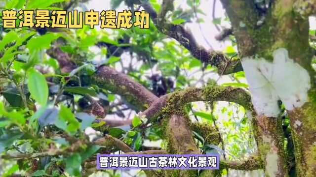 普洱景迈山古茶林申遗成功:千年茶文化焕发新活力