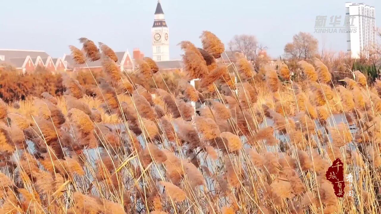 千城百县看中国|山东嘉祥:冬日湿地 处处皆景