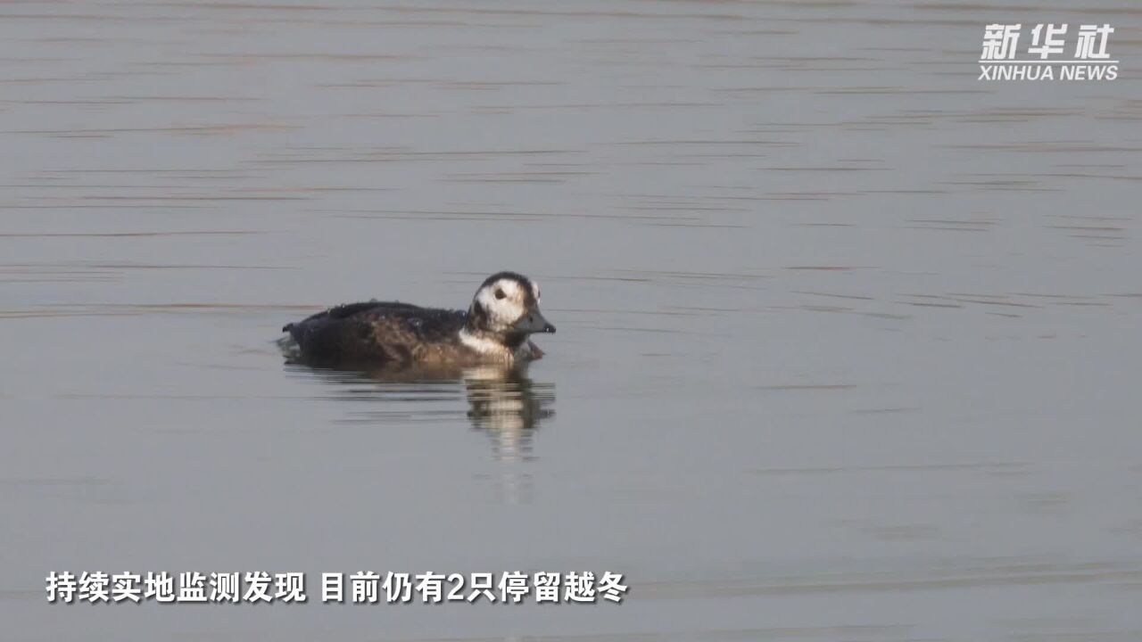 河北衡水湖鸟类记录增至334种