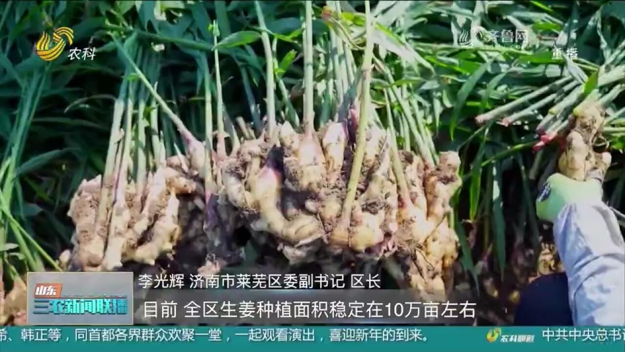 莱芜:加快建设全国一流的生姜集散基地,做强百亿级产业