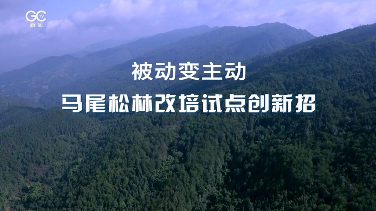 松材线虫病防控5年攻坚行动 重庆梁平:被动变主动 马尾松林改培试点创新招