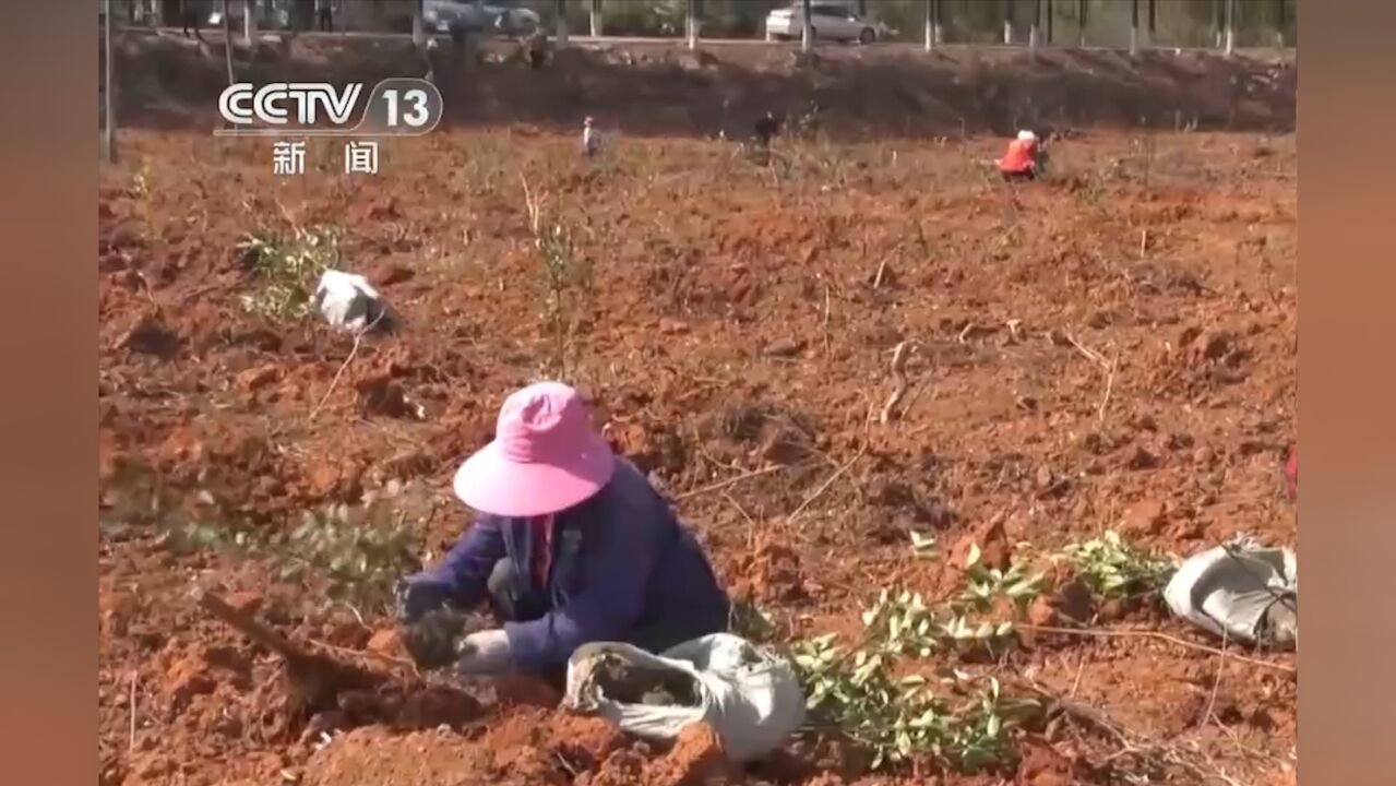 国家林草局:今年我国将完成国土绿化1亿亩