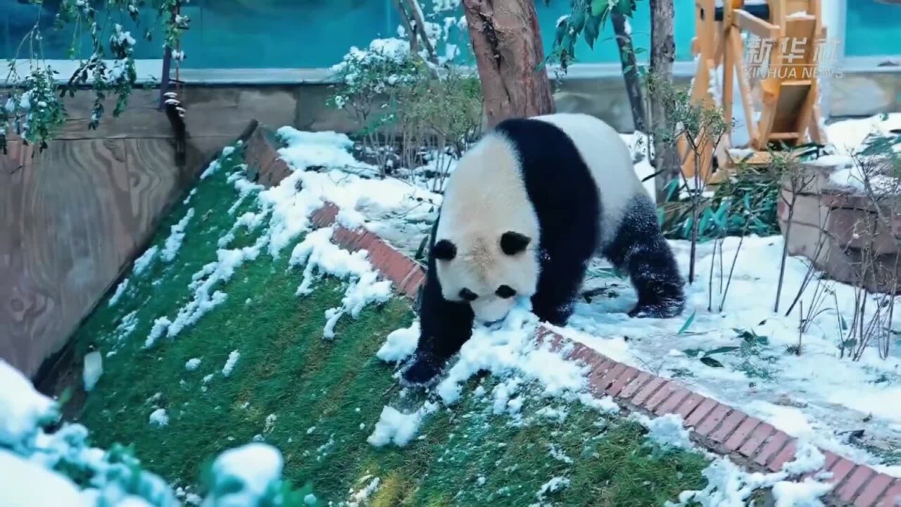 河南新乡:一起围观大熊猫雪地嬉戏