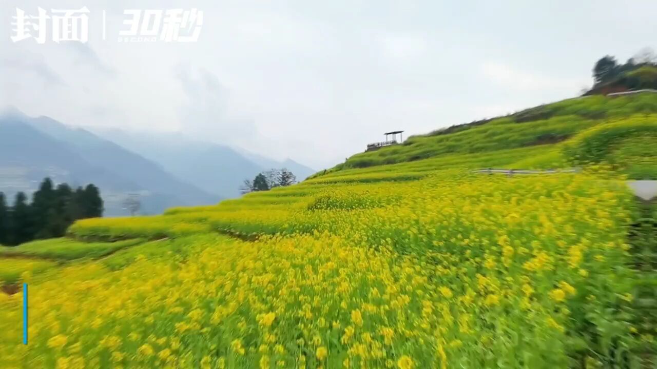 雪山下的油菜花花黄啦!四川宜宾屏山迎来“川南最早春天”