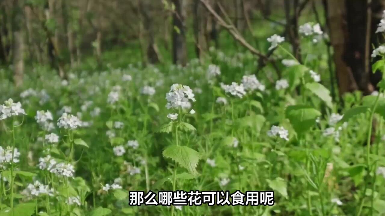 “春吃花,没病扰”,这10种鲜花好看又美味,你都吃过几种?