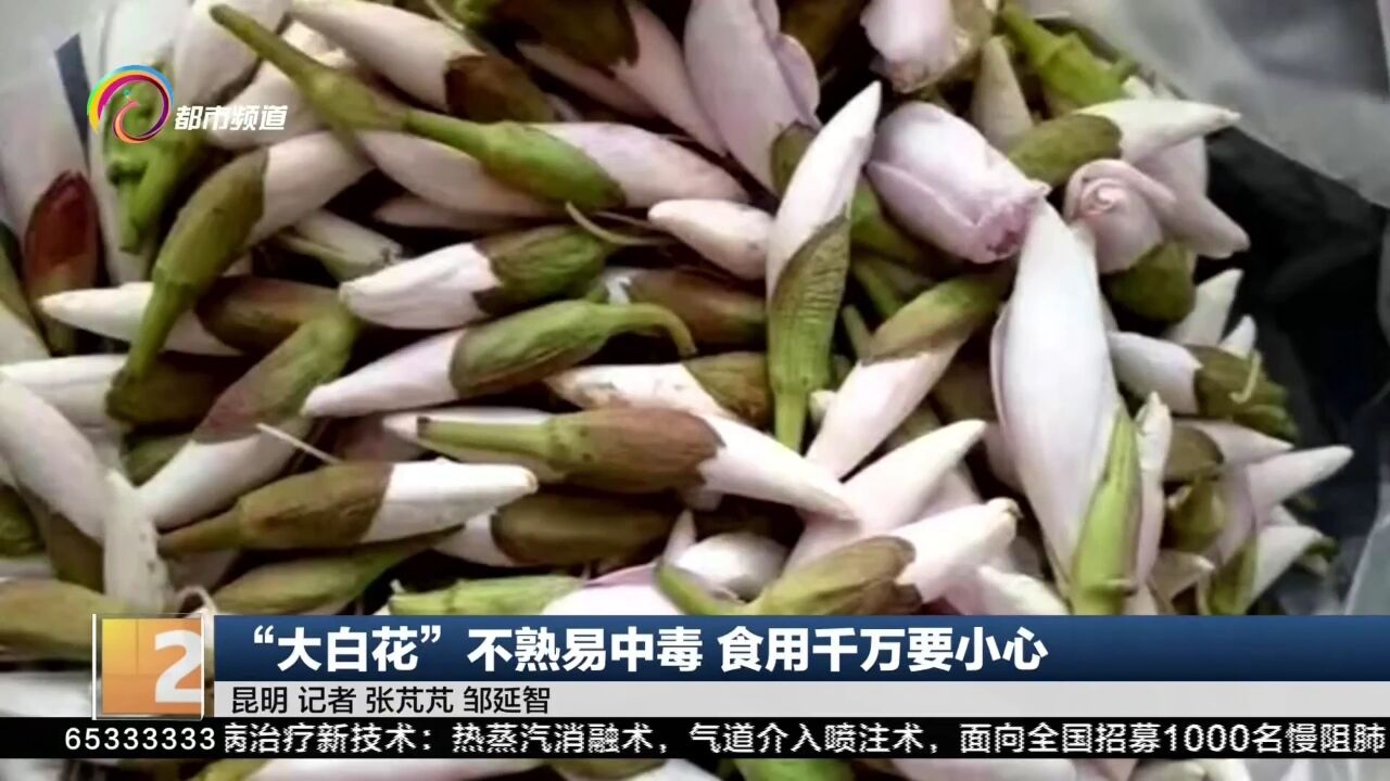 “大白花”不熟易中毒 食用千万要小心