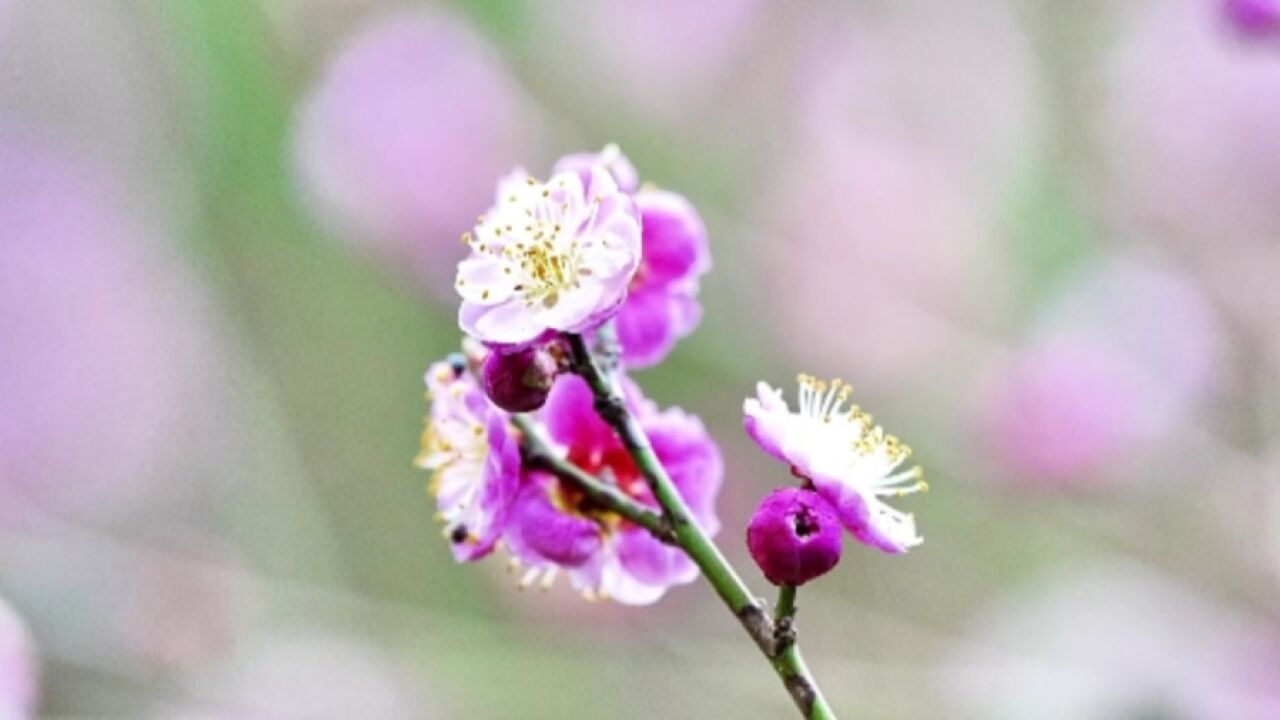 不负芳菲不负春 慢赏人间细品梅