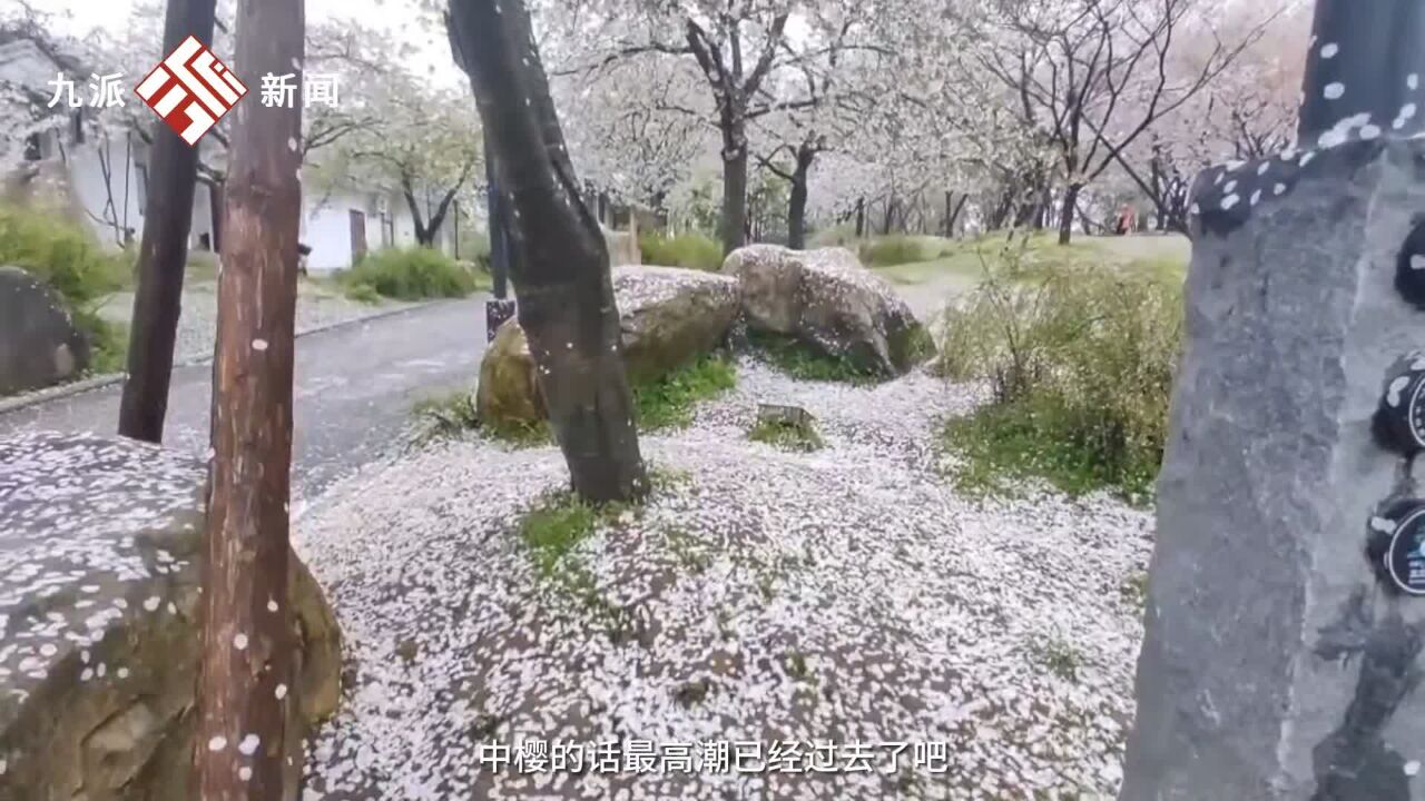 直击雨后东湖樱花 :一场雨过后樱园变“雪地”,专家:樱花季会持续到清明节前后