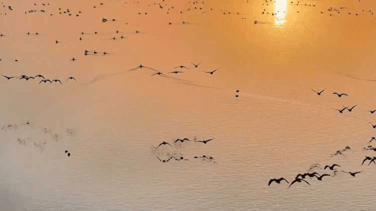 候鸟翔集 内蒙古海流水库候鸟舞出归巢序曲