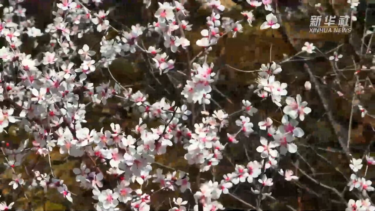 春日太行 山花烂漫