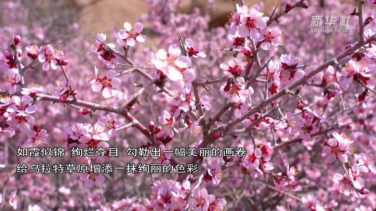 生态持续向好 蒙古扁桃花绽放乌拉特草原