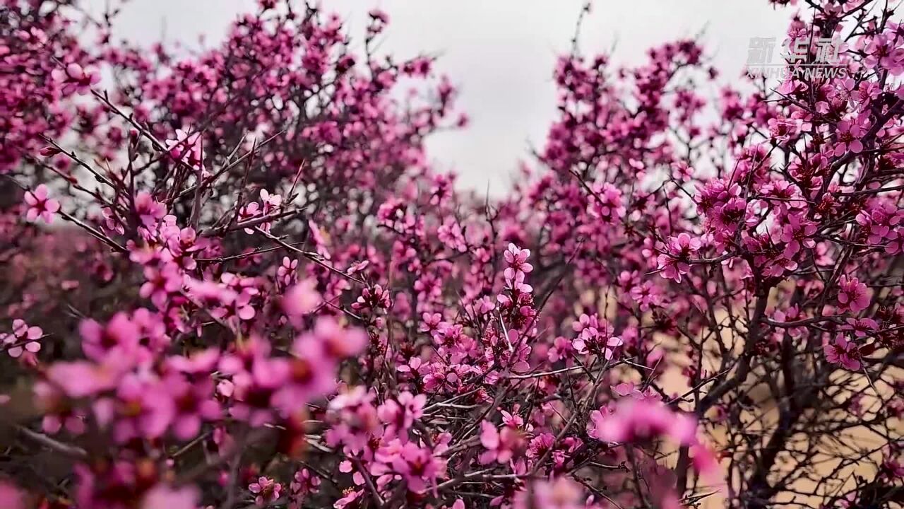 内蒙古:蒙古扁桃花竞相绽放 显大漠生机