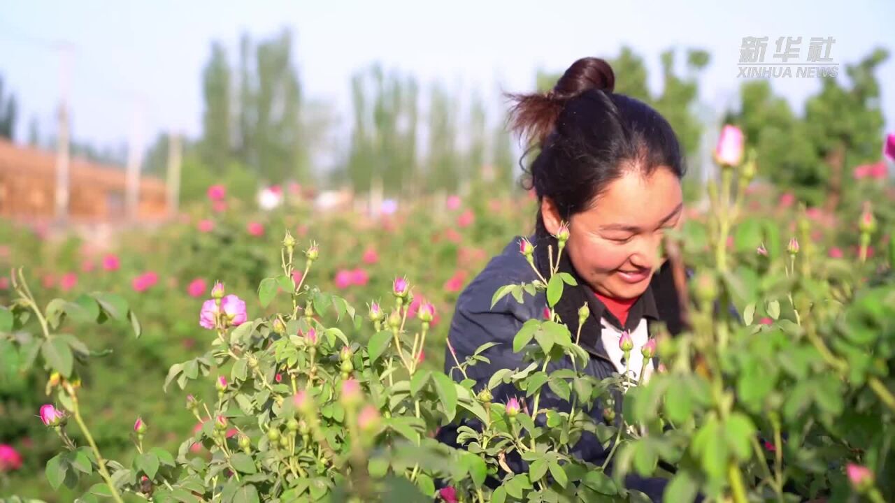 玫瑰花开助力“芳香”经济