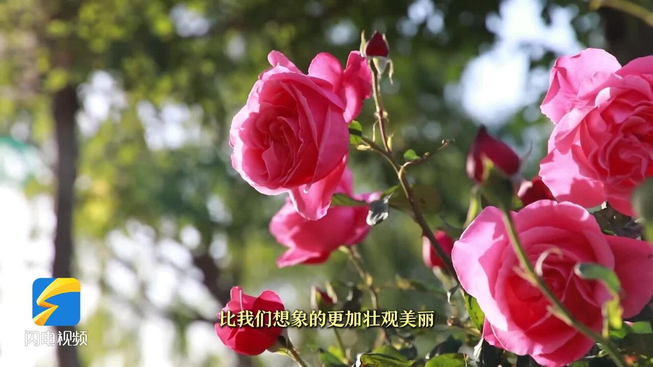 畅游齐鲁|第34届莱州月季花节开幕