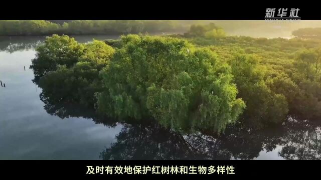 Thumbplayer Poster Plugin Image