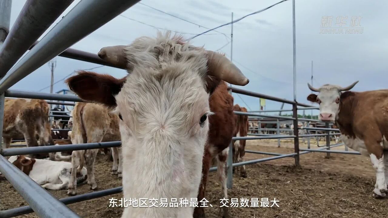 黑龙江甘南县:现代化一站式牲畜交易市场助力县域经济发展