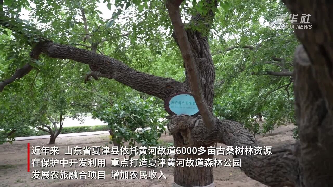 山东夏津:黄河故道古桑园采摘忙