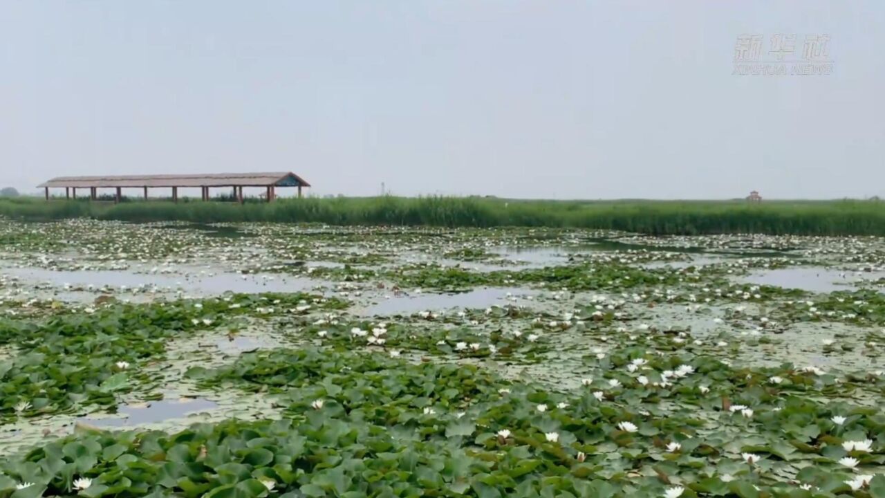 世界环境日|沙湖湿地生态美