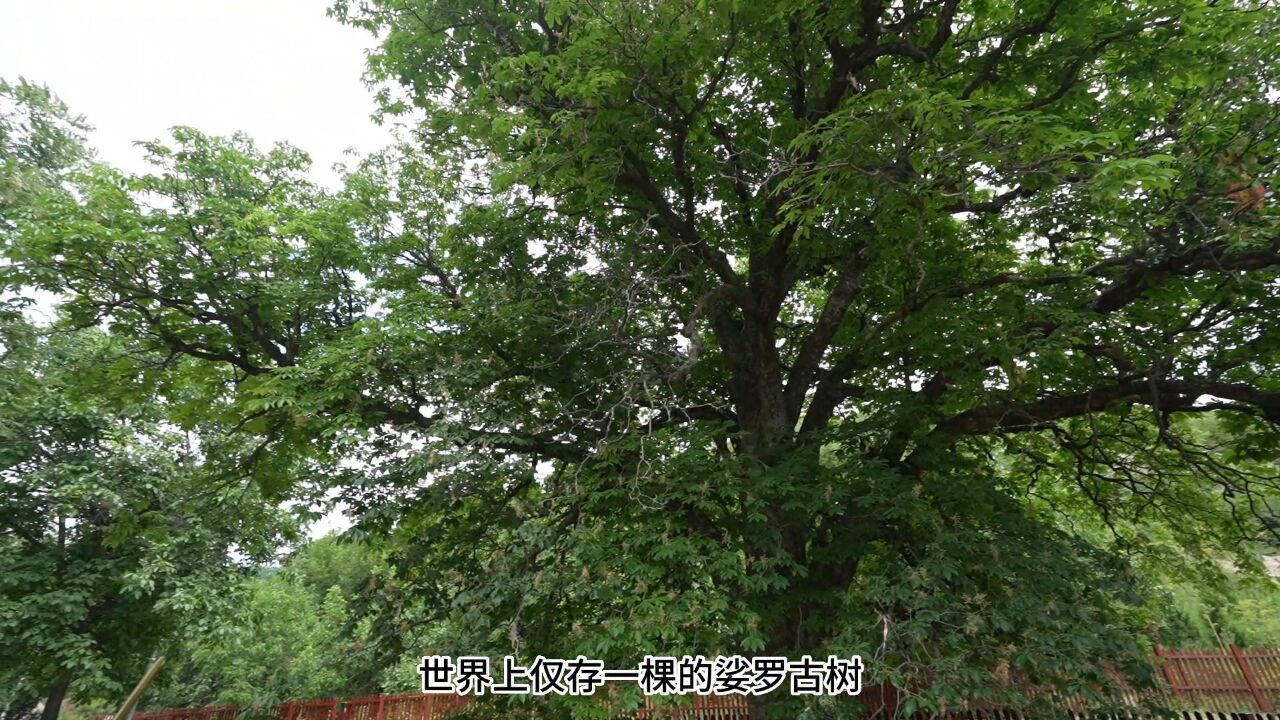 《走读铜川》第45期 玄奘手植娑罗树