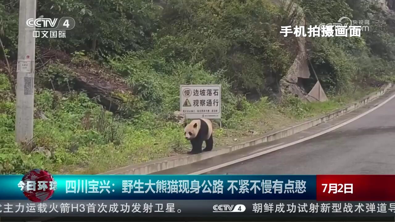 四川宝兴:野生大熊猫现身公路 不紧不慢有点憨