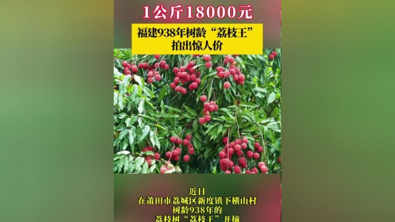 1公斤18000元!福建938年树龄“荔枝王”拍出惊人价