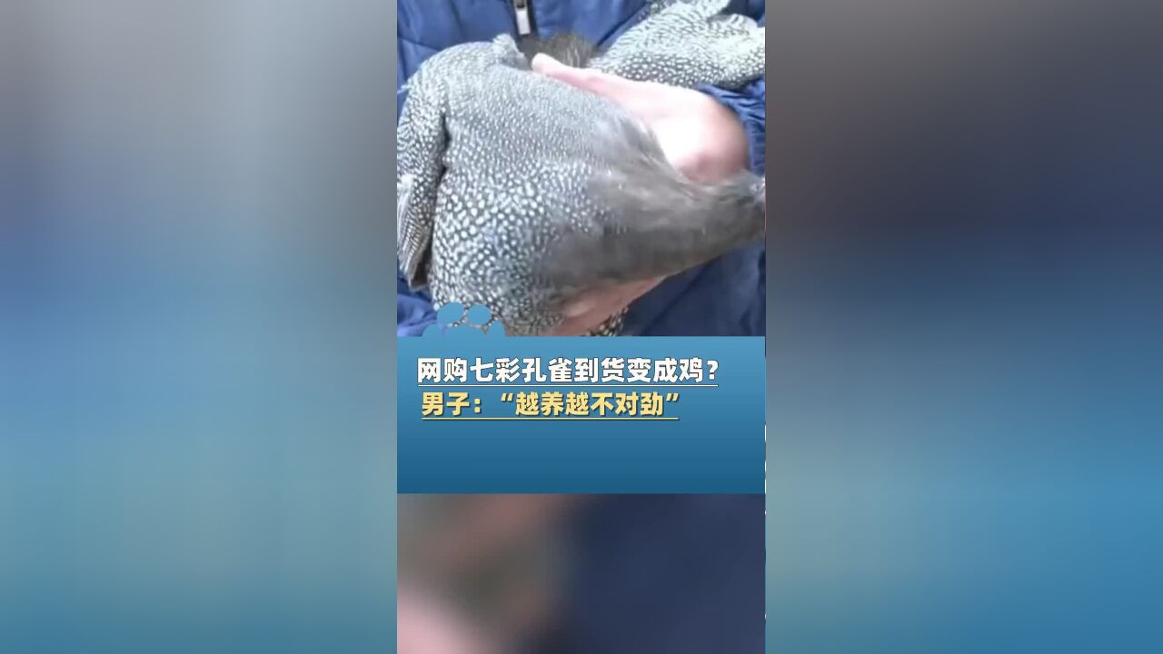 男子网购七彩孔雀,到货变成鸡?! 投诉后商品被下架!