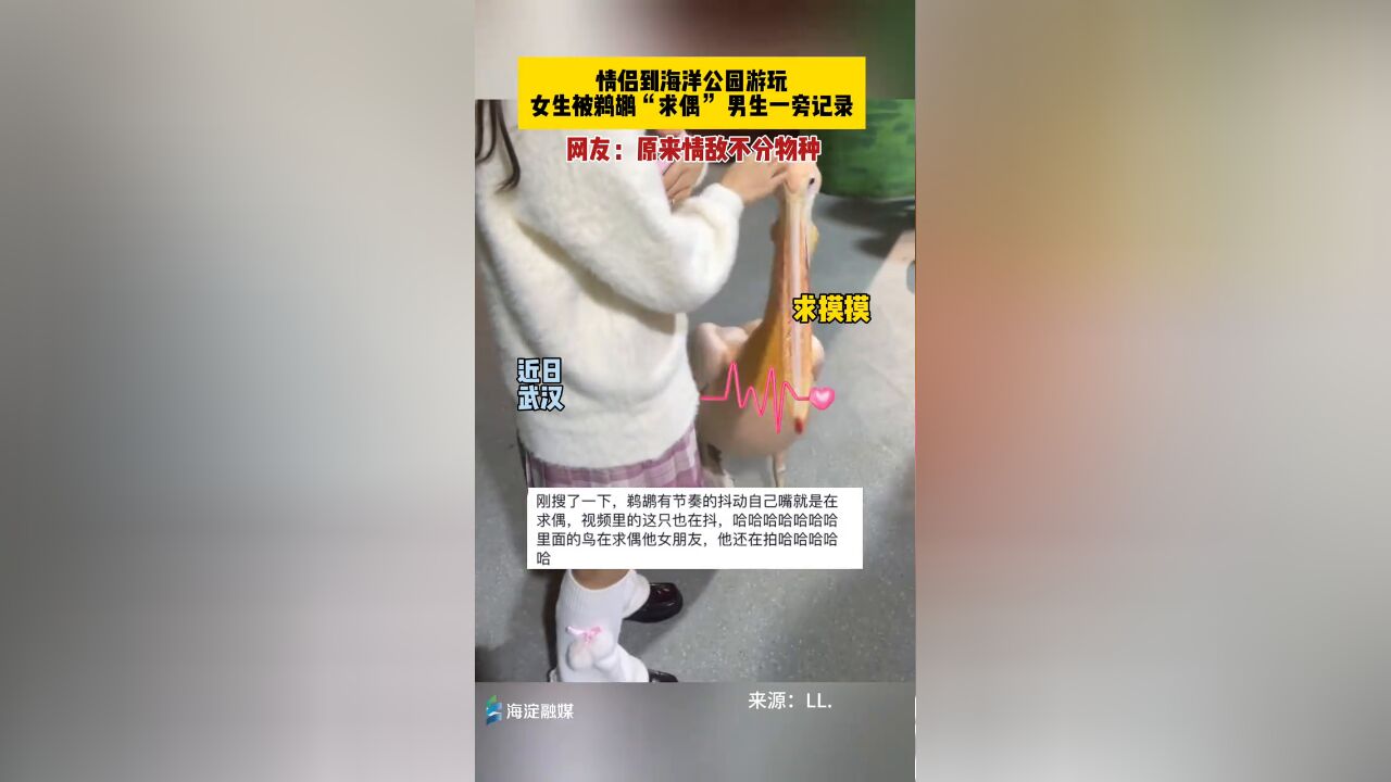 情侣到海洋公园游玩,女生被鹈鹕“求偶”,男生一旁记录