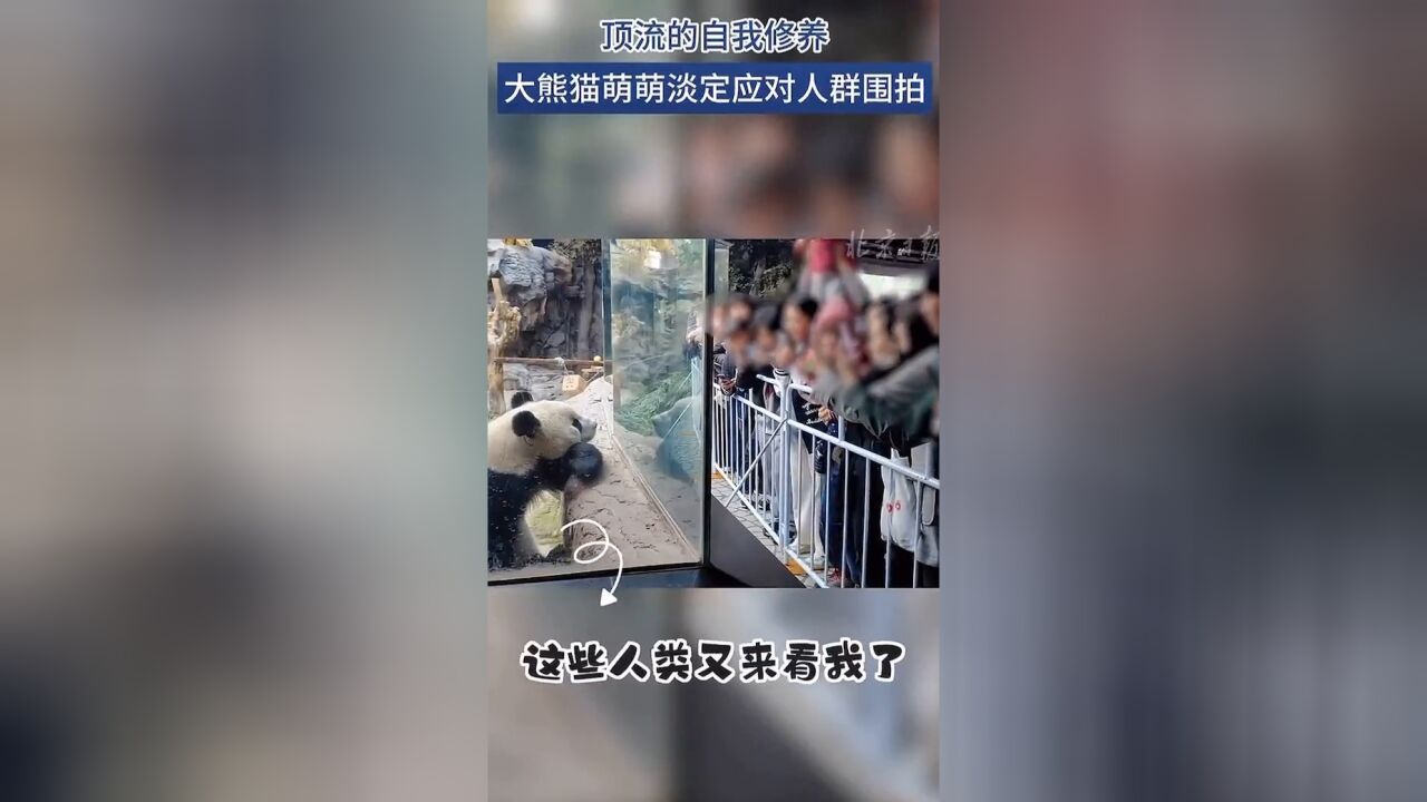 顶流的自我修养,大熊猫萌萌淡定应对人群围拍