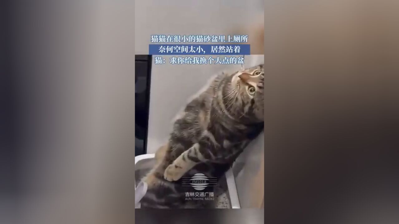 猫猫在很小的猫砂盆里上厕所,奈何空间太小,居然站着