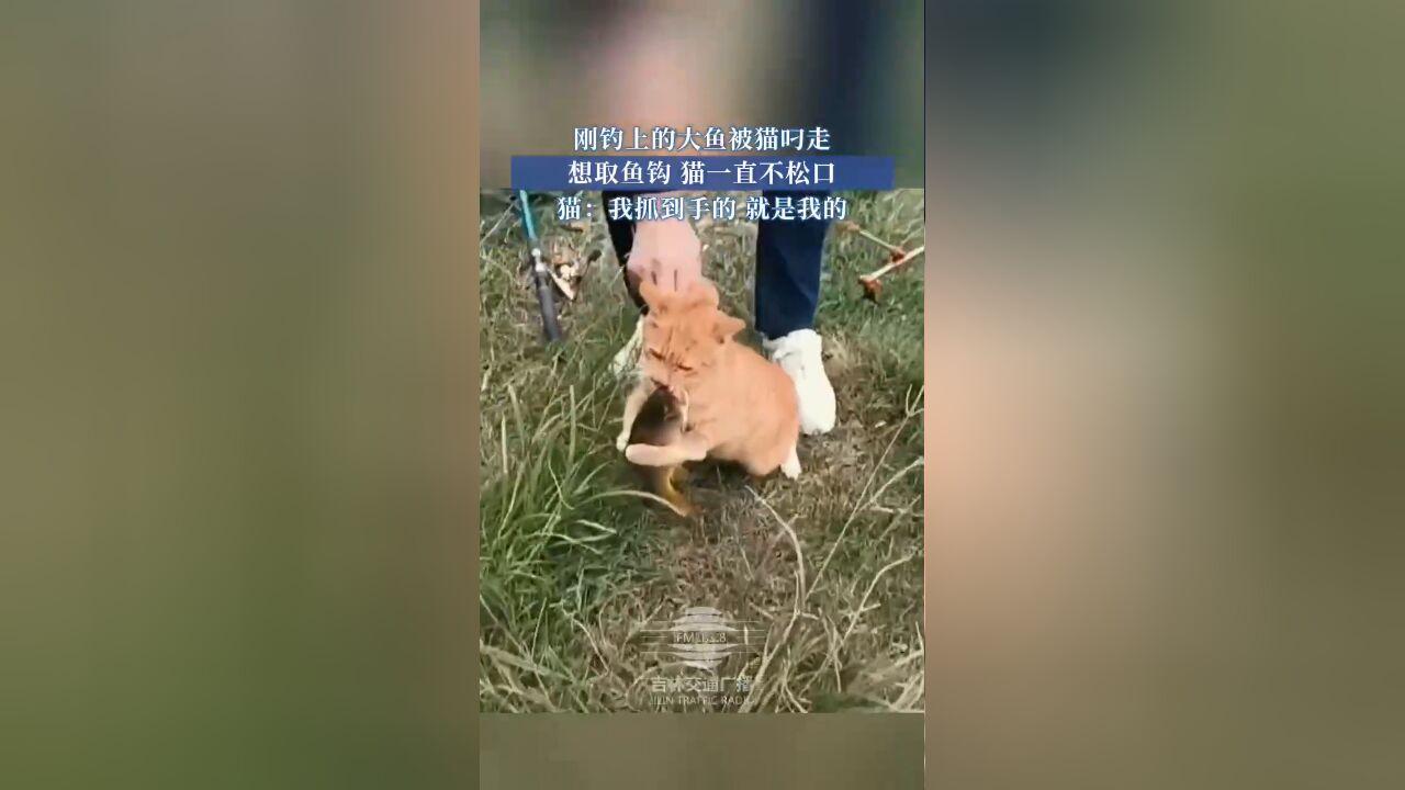 刚钓上的大鱼被猫叼走,想取鱼钩,猫一直不松口