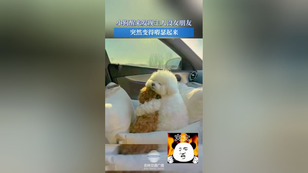 小狗醒来发现主人没女朋友,突然变得嘚瑟起来