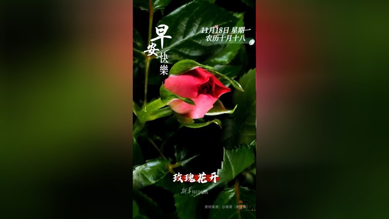 玫瑰花开,情谊长存.农历十月十八,祝您和家人一帆风顺