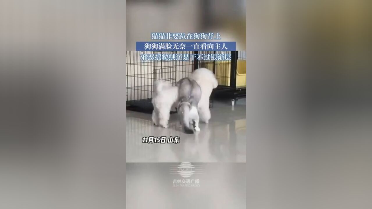 猫猫非要趴在狗狗背上,狗狗满脸无奈一直看向主人