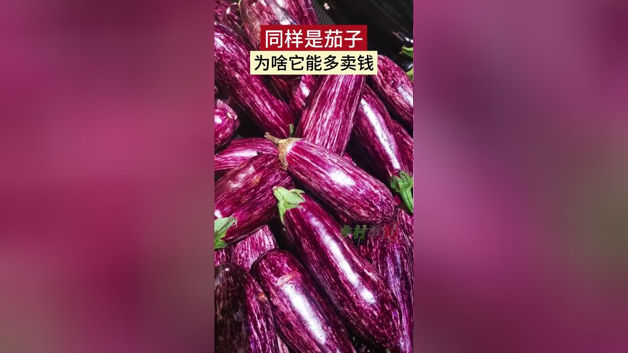 同样是茄子 为啥它能多卖钱