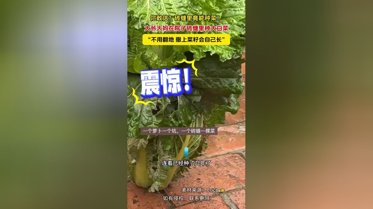 你敢信?砖缝里竟能种菜!大爷大妈在院子砖缝里种大白菜,“不用翻地,撒上菜籽会自己长”