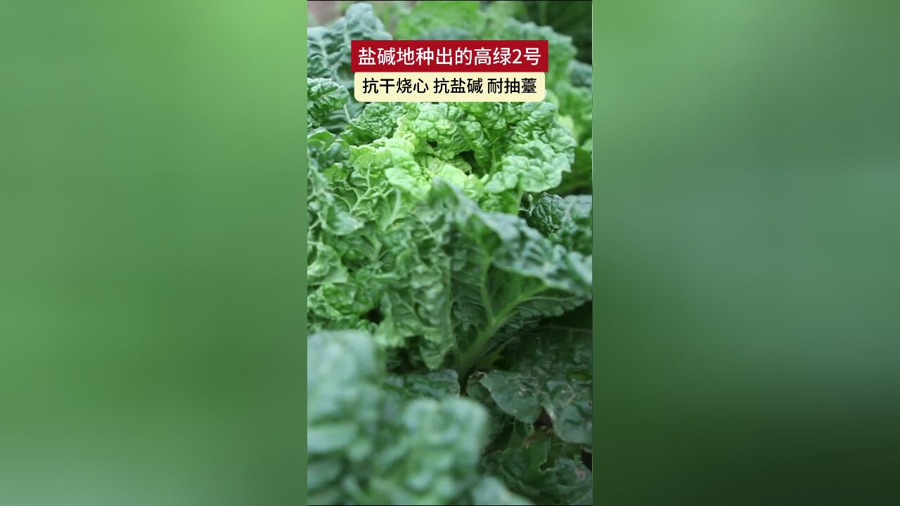 盐碱地种出的高绿2号 抗干烧心 抗盐碱 耐抽薹