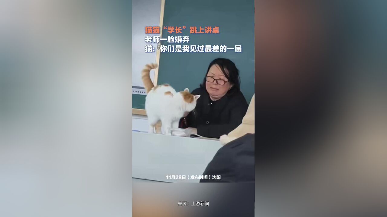 猫学长跳上讲台巡视,老师戴上痛苦面具