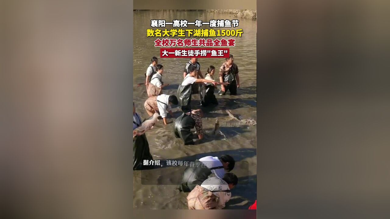 湖北襄阳一高校数名大学生下湖捕鱼1500斤,全校万名师生共品全鱼宴.剪辑:乐希