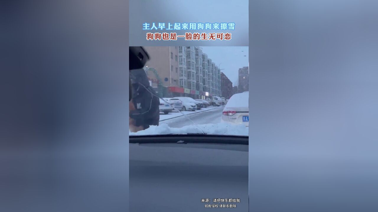 下雪天奇特的“溜”狗方法,主人早上起来用狗狗来擦雪,狗狗一脸的生无可恋