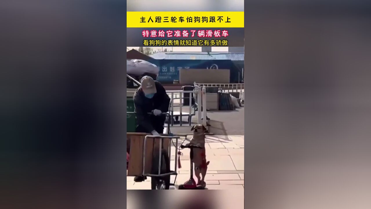 主人蹬三轮车怕狗狗跟不上,特意给它准备了辆滑板车,看狗狗的表情就知道它有多傲娇了