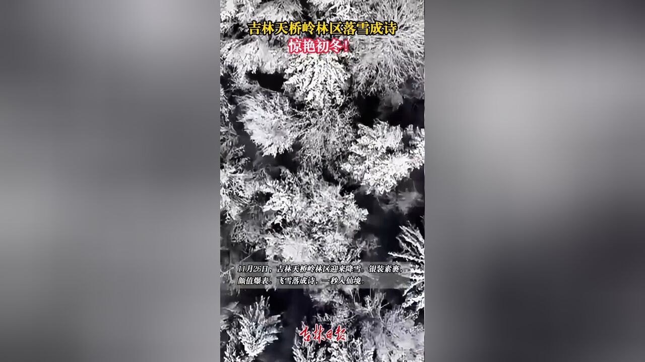 吉林天桥岭林区落雪成诗,惊艳初冬!