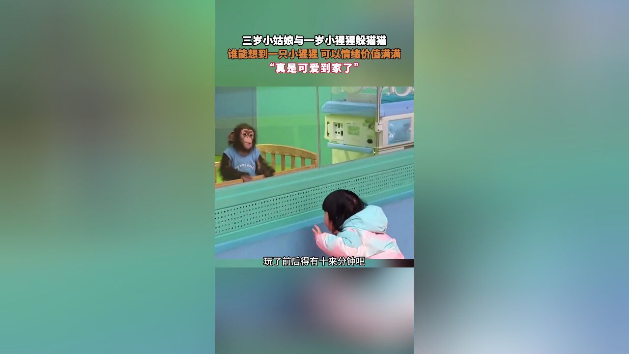 三岁小姑娘与一岁小猩猩躲猫猫,谁能想到一只小猩猩 可以情绪价值满满,“真是可爱到家了”